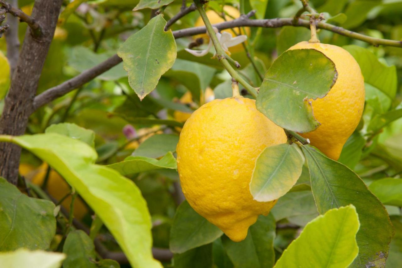 スカレアThe Lemon Tree Houseアパートメント エクステリア 写真